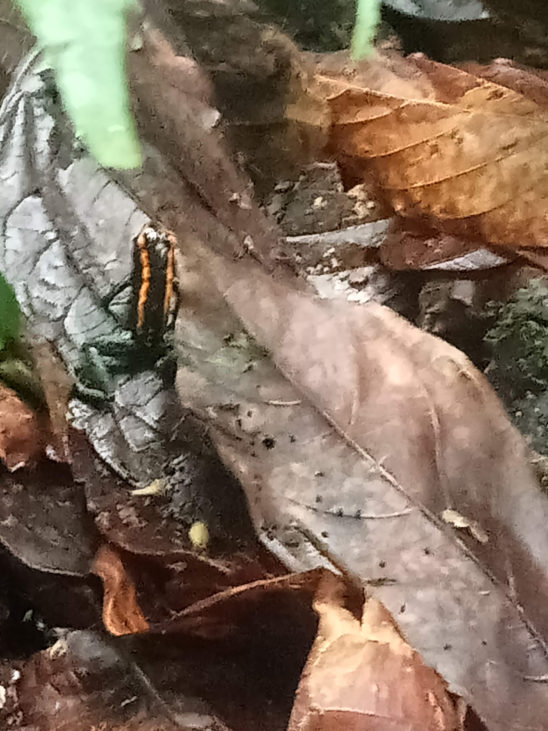 Costa Rica rare fauna where founder tested relocation